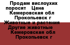 Продам вислоухих поросят › Цена ­ 2 500 - Кемеровская обл., Прокопьевск г. Животные и растения » Другие животные   . Кемеровская обл.,Прокопьевск г.